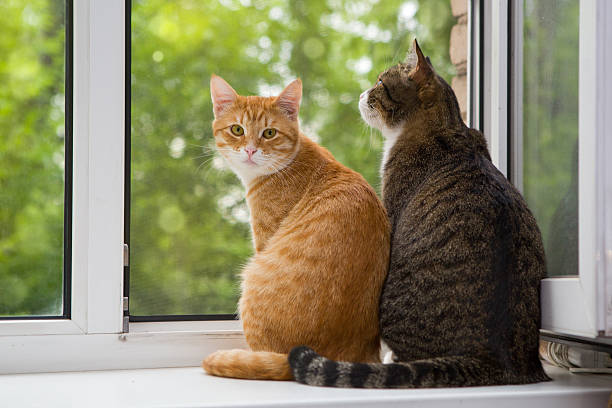 Photograph of 2 cats sitting near a window